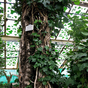 Botaniczne podróże